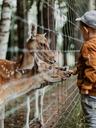 Dzieci uwielbiają kontakt z naturą, karmienie zwierząt, zbieranie liści czy wspólne pikniki.