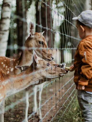 Dzieci uwielbiają kontakt z naturą, karmienie zwierząt, zbieranie liści czy wspólne pikniki.